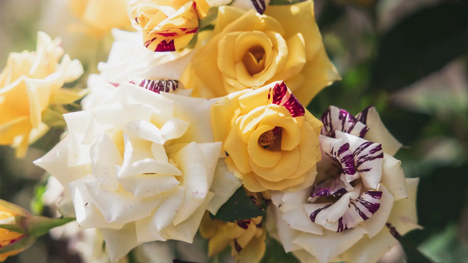 Close-up of a bouquet featuring yellow roses, white roses, and striped purple-and-white roses in sunlight
