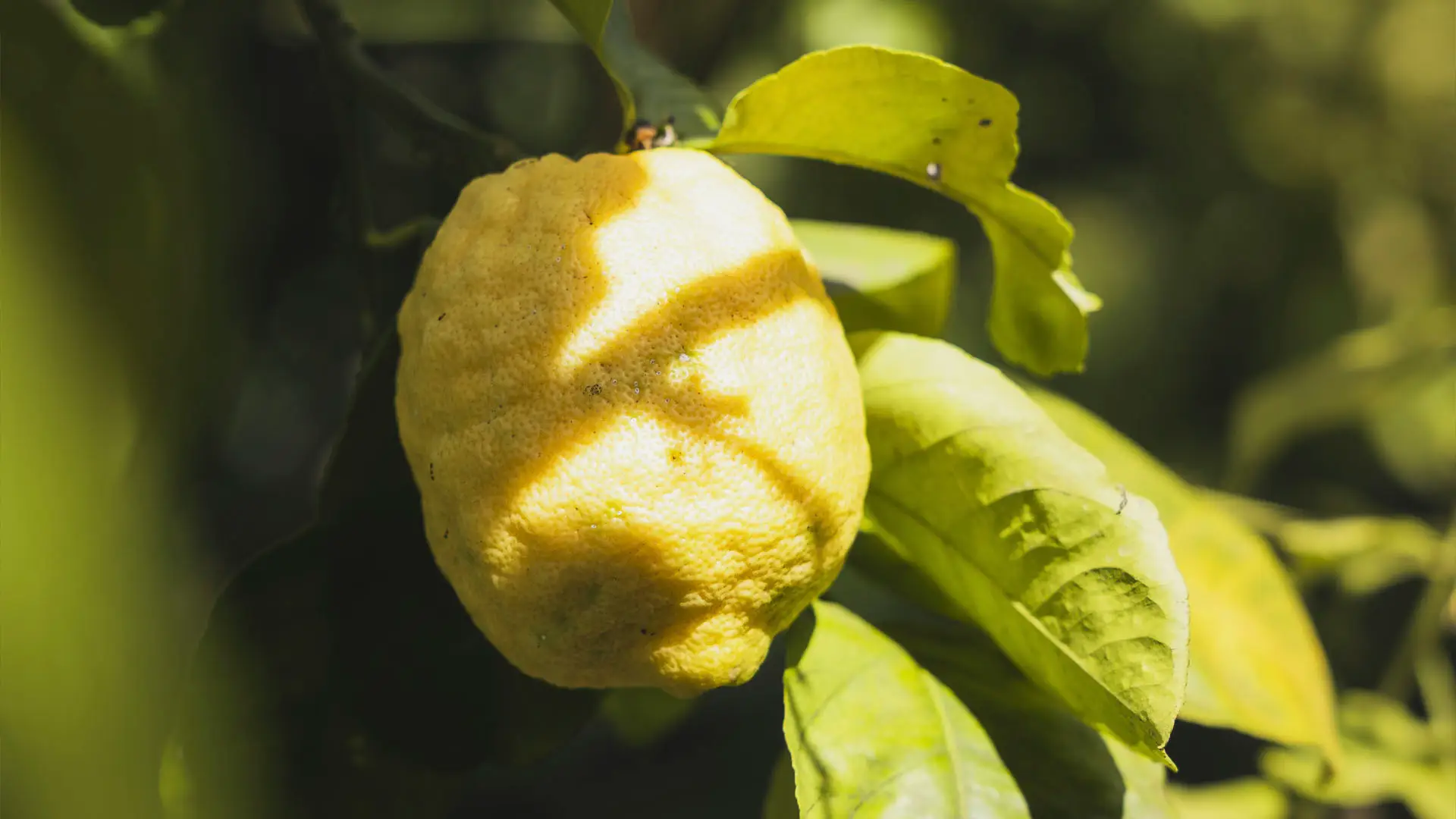 A ripe lemon hanging on a tree branch, dappled with sunlight and shadow among green leaves