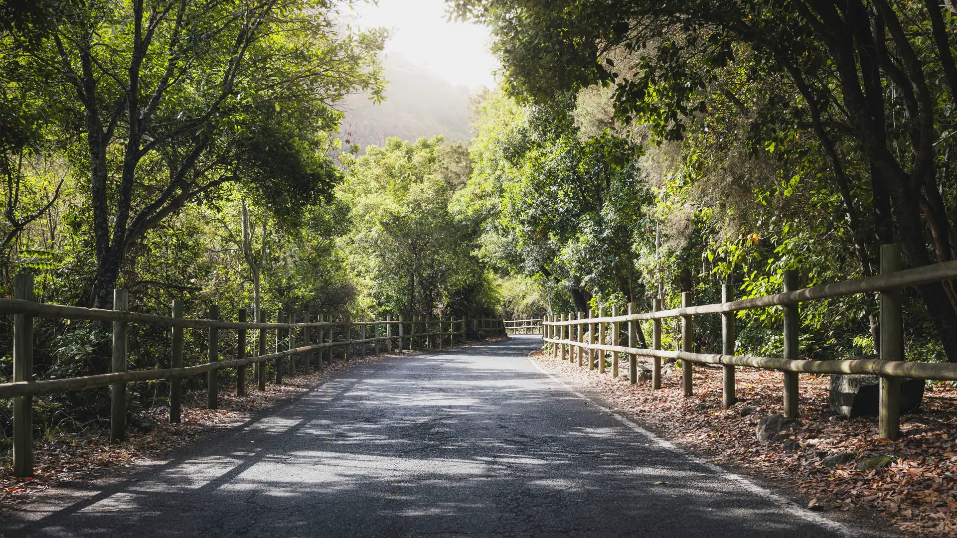 Narrow paved road flanked by wooden rail fences and lush green trees leading toward misty mountains